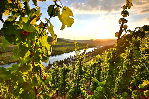 Tasting "Made in Germany - deutsche Weine & Tapas"